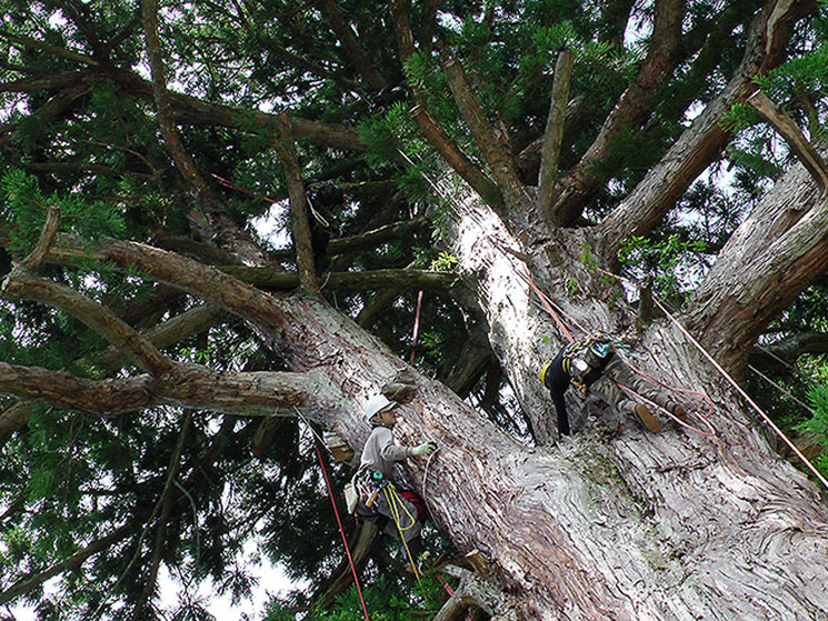 曹洞宗総本山永平寺境内林 巨木の倒木危険度診断対策工事
